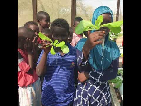 Jardins scolaires et cultures hydroponiques en appui aux écoles rurales à Djibouti