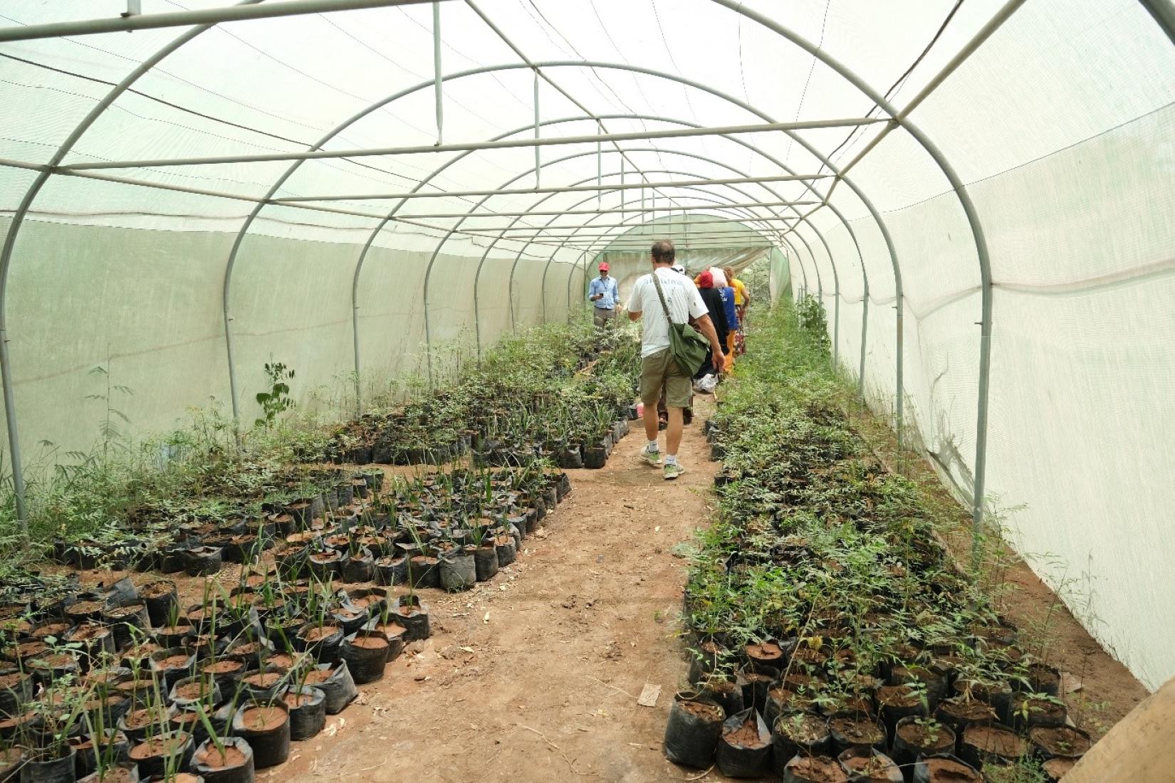 Visite d’une plantation dans le jardin pour vérifier de visu l’entretien d’arbres sous l’ombre. 